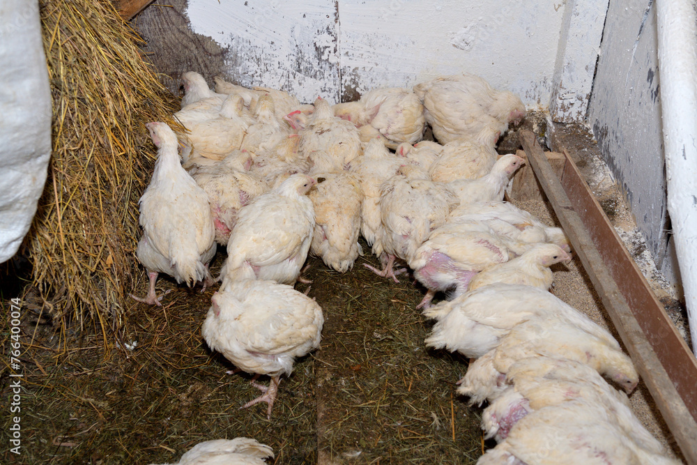 Hen broilers domestic fast breeding for meat on the chicken farm