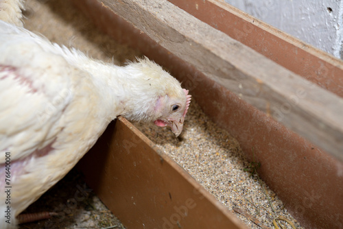 Obraz na płótnie Detail of head of homemade white chickens eating the grain w salonie