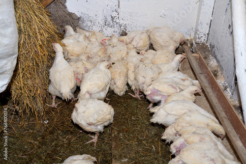 Obraz na płótnie Hen broilers domestic fast breeding for meat on the chicken farm w salonie