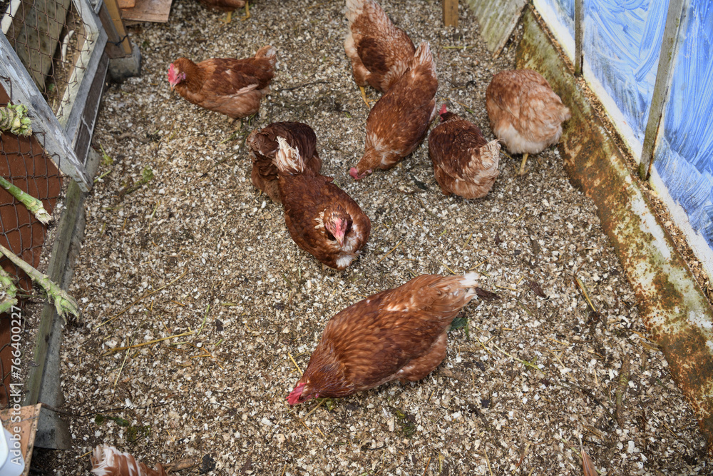 Top view of laying hen chickens eating on a home farm