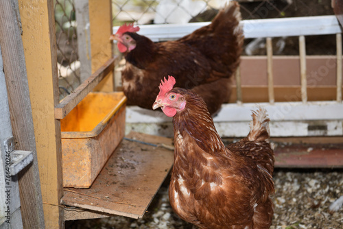 Detail of head of homemade white chickens eating the grain