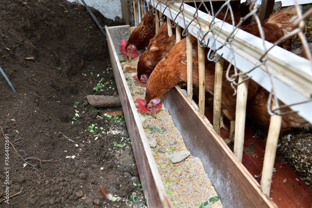 Detail of head of homemade white chickens eating the grain