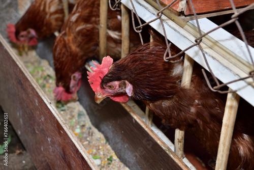 Detail of head of homemade white chickens eating the grain