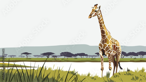 Rothschild Giraffe at Lake Nakuru National Park Kenya photo
