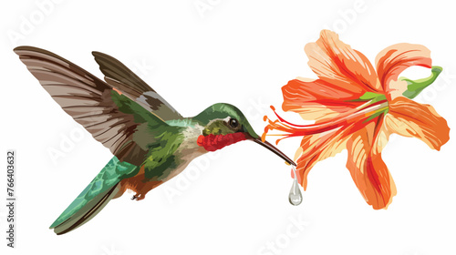 Rufoustailed Hummingbird Feeding on Nectar flat vect