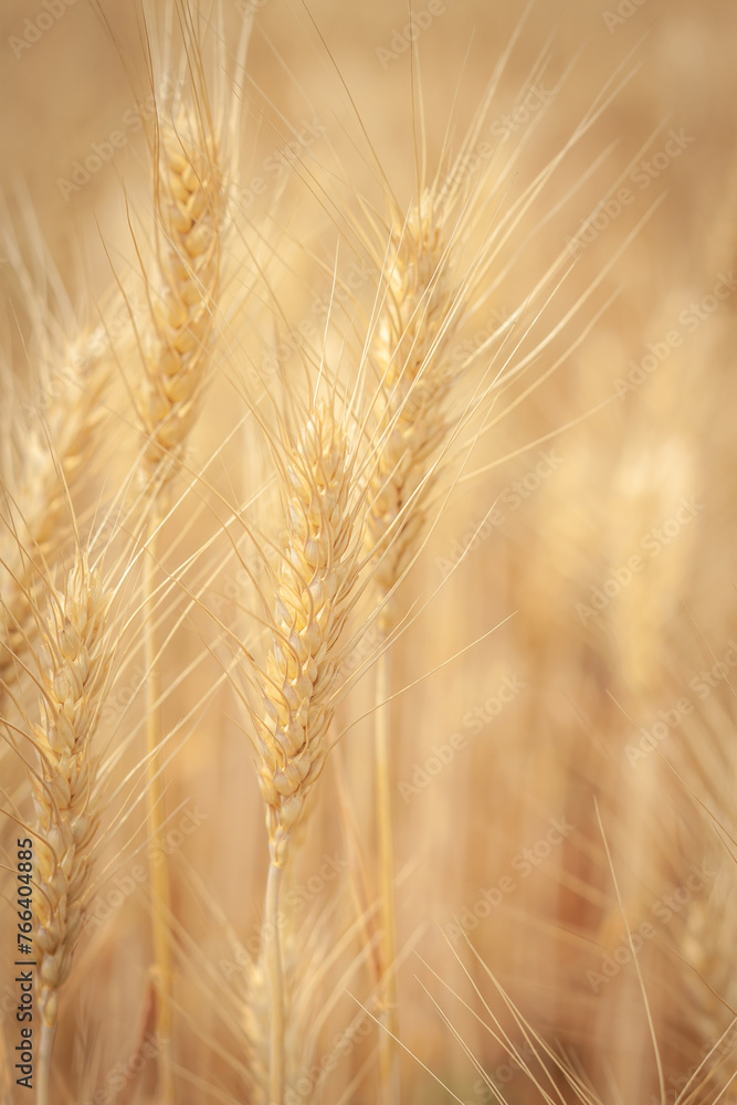 Fototapeta premium Golden Barley Field at Samoeng Chiang Mai