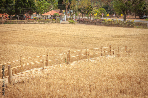 Golden Barley Field at Samoeng Chiang Mai