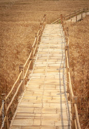 Golden Barley Field at Samoeng Chiang Mai