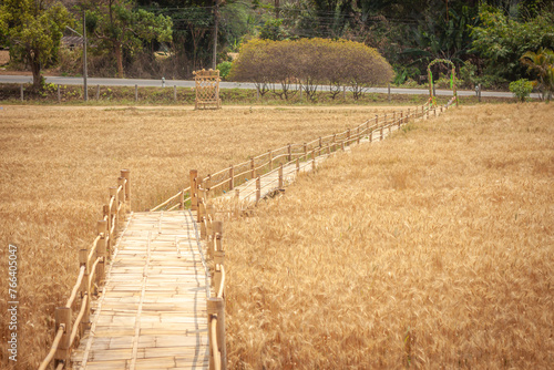 Golden Barley Field at Samoeng Chiang Mai