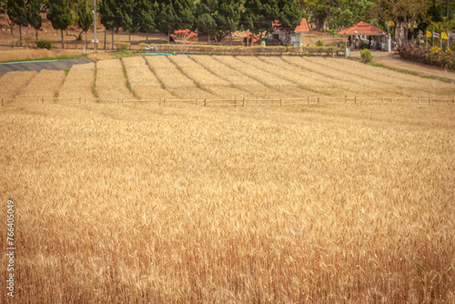 Golden Barley Field at Samoeng Chiang Mai