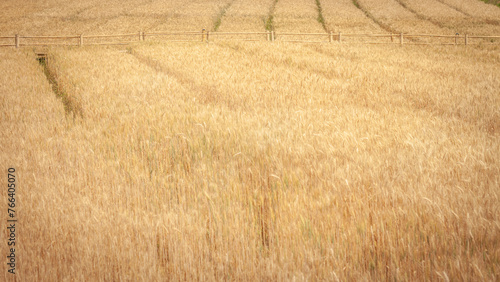 Golden Barley Field at Samoeng Chiang Mai