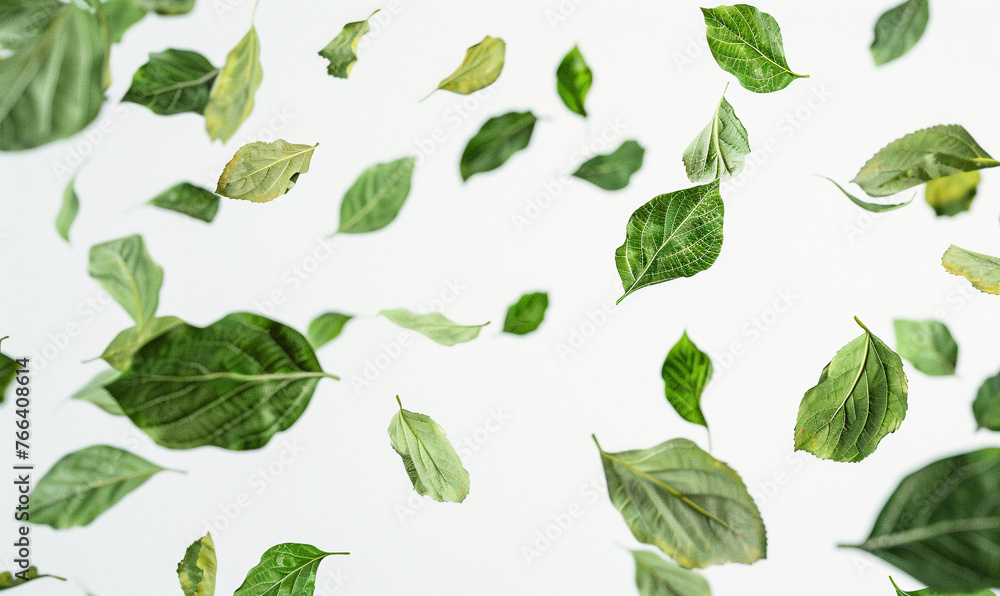 falling green leaves on white background. falling green leaves on white background.