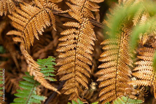 Gold leaf: Leaves from the iconic New Zealand silver fern (Alsophila tricolor) or punga glow golden. Background. Pattern. photo