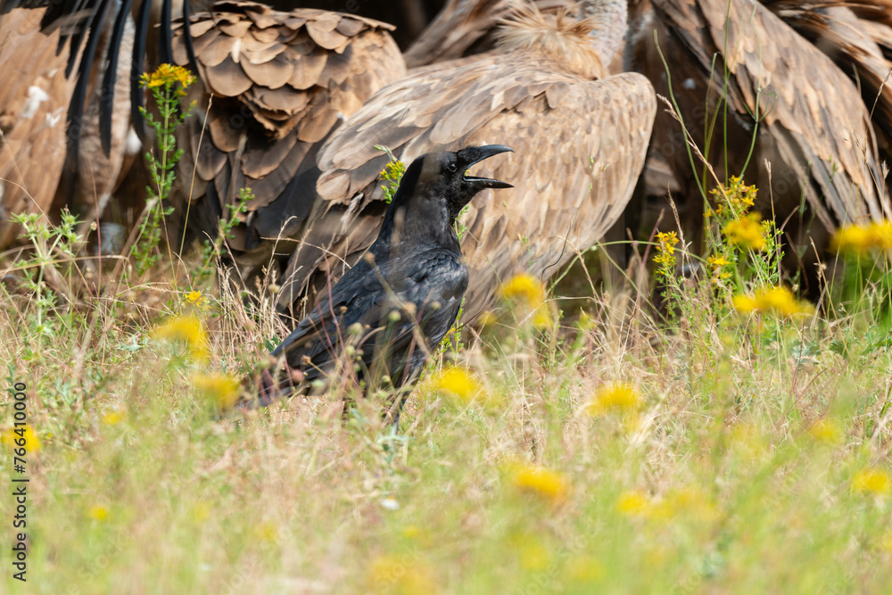 Fototapeta premium Grand Corbeau,.Corvus corax, Northern Raven, Vautour fauve,.Gyps fulvus, Griffon Vulture, Parc naturel régional des grands causses 48, Lozere, France