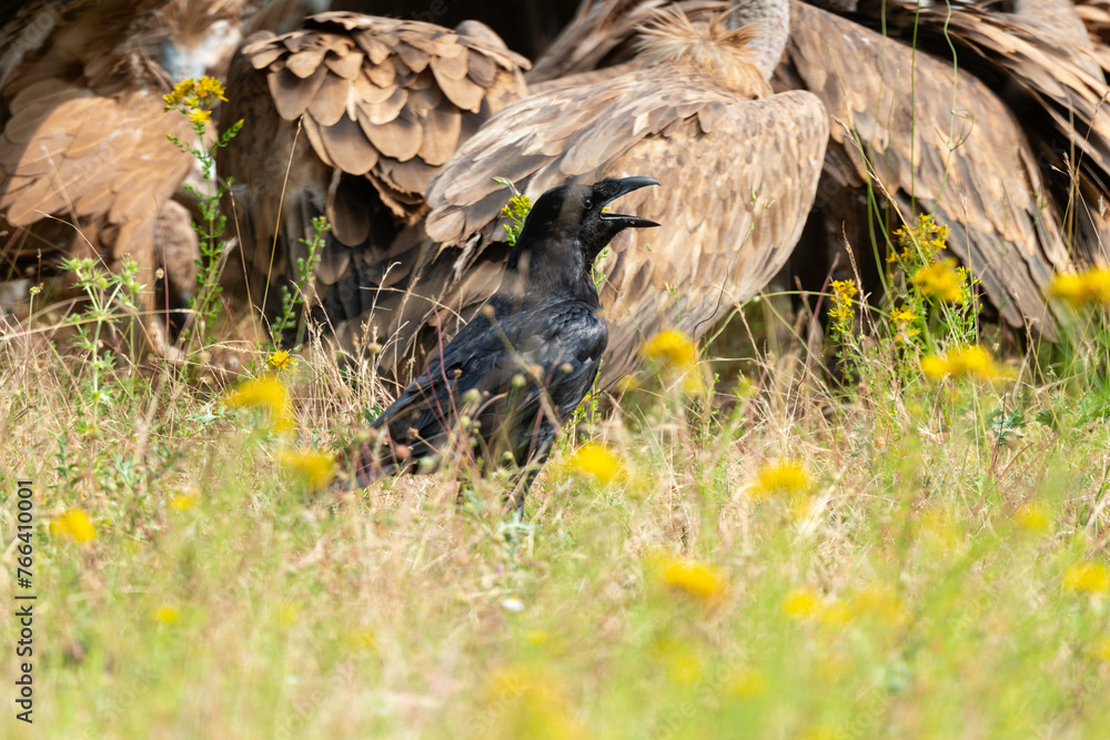 Fototapeta premium Grand Corbeau,.Corvus corax, Northern Raven, Vautour fauve,.Gyps fulvus, Griffon Vulture, Parc naturel régional des grands causses 48, Lozere, France