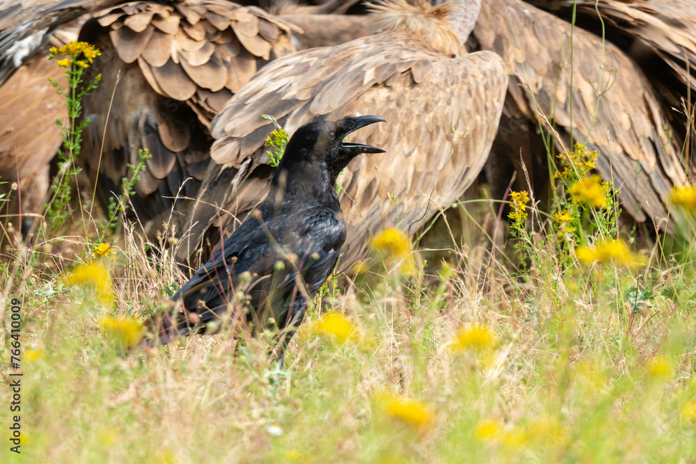 Fototapeta premium Grand Corbeau,.Corvus corax, Northern Raven, Vautour fauve,.Gyps fulvus, Griffon Vulture, Parc naturel régional des grands causses 48, Lozere, France