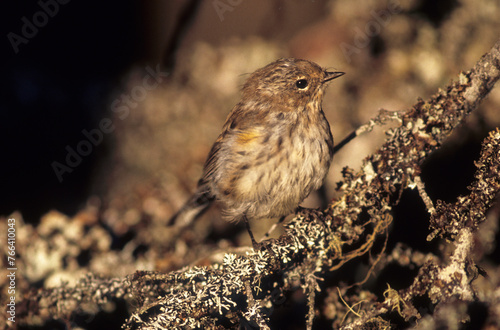 Fauvette des pins, Paruline des pins, Setophaga pinus, Pine Warbler photo