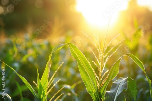 genetically modified crops  with the sun shining
