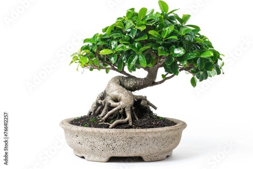 Ficus ginseng bonsai with water drops Isolated on white background