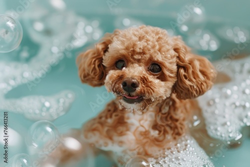 Happy Poodle in bath with foam and bubbles © Igor