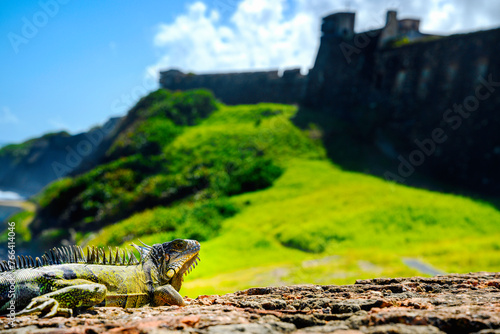 Iguana tropical native lizard of the Caribbean in Old San Juan, Puerto Rico, over the Castillo San Cristóbal Fortress
