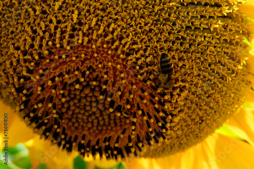The intricate seed pattern of a sunflower is highlighted as a bee collects pollen.