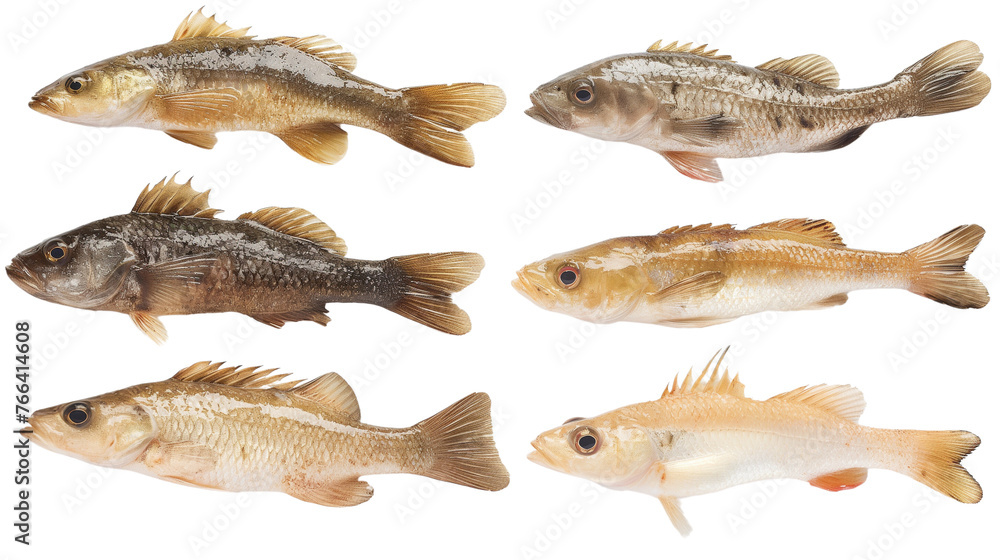 Fish isolated with transparent background Fish isolated with transparent background