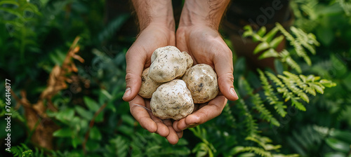 hands holding large white truffles in a lush forest