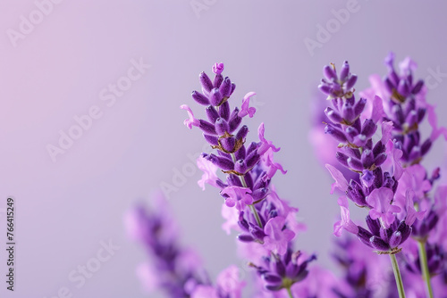 Beautiful Lavender Flowers on Purple Background with Copy Space for Text