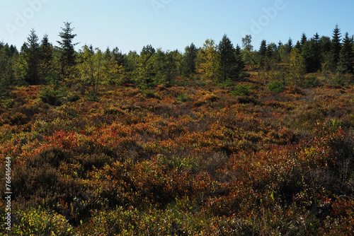 Konstfotografi Grindenhochfläche beim Lotharpfad, Nordschwarzwald