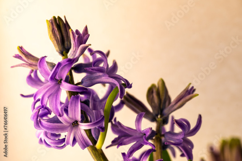 A pink hyacinth photo