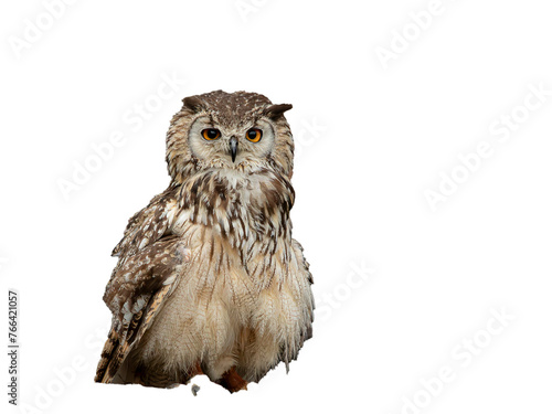 Hibou Grand Duc