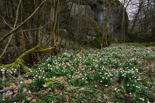 Märzenbecher; Leucojum vernum; spring snowflake; auf der Schwäbischen Alb im Felsental bei Emeringen photo