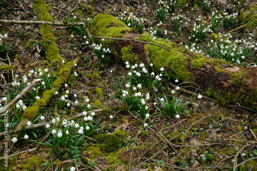 M  rzenbecher  Leucojum vernum  spring snowflake  auf der Schw  bischen Alb im Felsental bei Emeringen  Baden W  rttemberg  Deutschland