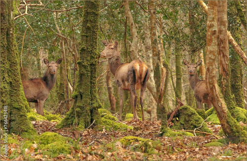 Two female and one male red deer in the moss covered woods