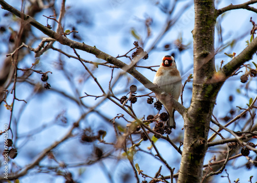 Canvas Print European Goldfinch (Carduelis carduelis) - Found across Europe, Asia & North Afr