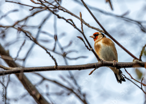 Canvas Print European Goldfinch (Carduelis carduelis) - Found across Europe, Asia & North Afr