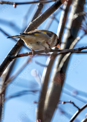 Photography European Goldfinch (Carduelis carduelis) - Found across Europe, Asia & North Afr