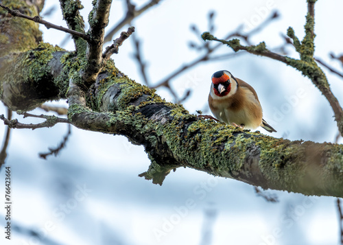 Photography European Goldfinch (Carduelis carduelis) - Found across Europe, Asia & North Afr