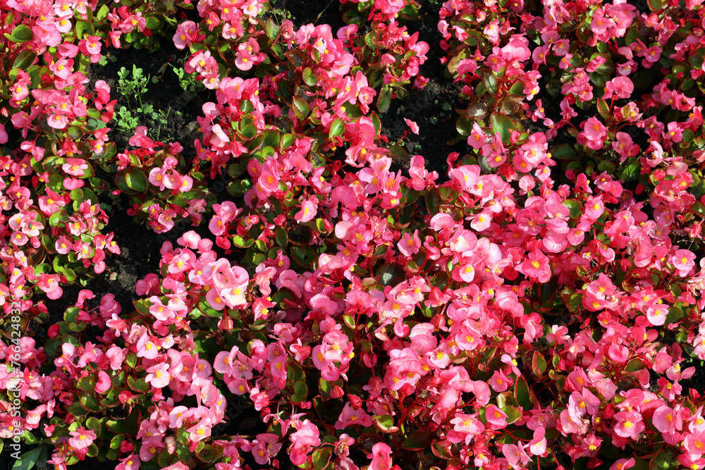 Small-flowered red begonia is used to decorate city streets