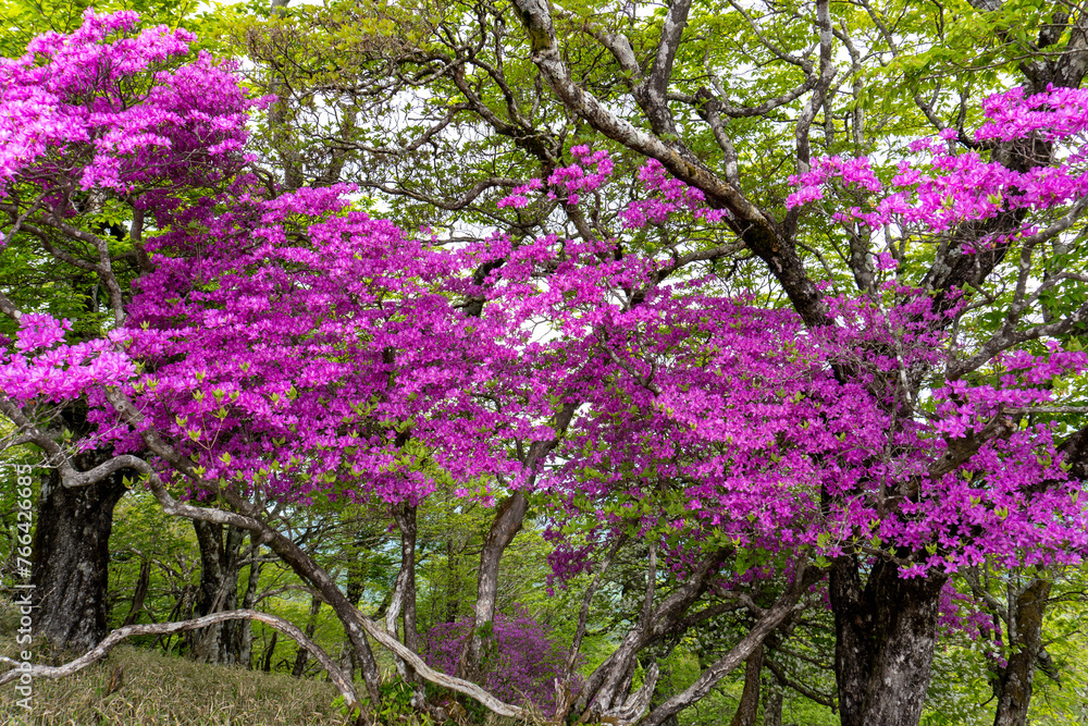 Mountain trail from Hirugadake to Mt. Tanzawa 