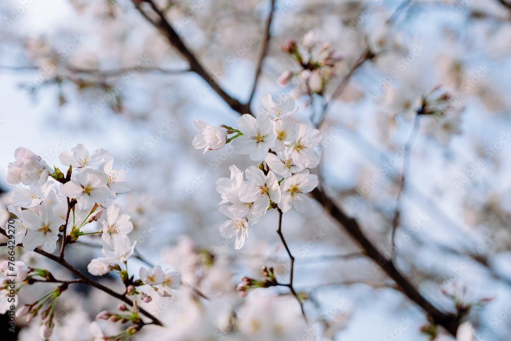 white cherry blossom