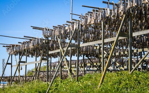 Dry fish hanging on rack in northern Norway photo