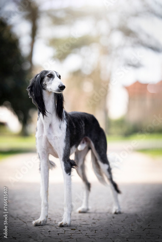 Portrait of saluki standing in the park