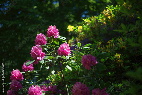 rhododendron flowers in spring photo