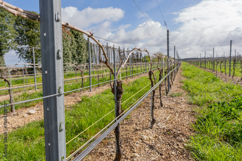 Springtime Growth in Sunny Vineyard Rows Springtime Growth in Sunny Vineyard Rows
