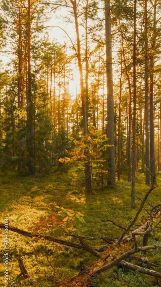 Europe. Forest Time Lapse, Timelapse. Beautiful Sunset Sun Sunshine In Sunny Autumn Coniferous Forest. Sunlight Sunrays Shine Through Woods In Forest Landscape. Fallen Tree Trunk. Shadow Motion. Europe. Forest Time Lapse, Timelapse. Beautiful Sunset Sun Sunshine In Sunny Autumn Coniferous Forest. Sunlight Sunrays Shine Through Woods In Forest Landscape. Fallen Tree Trunk. Shadow Motion.