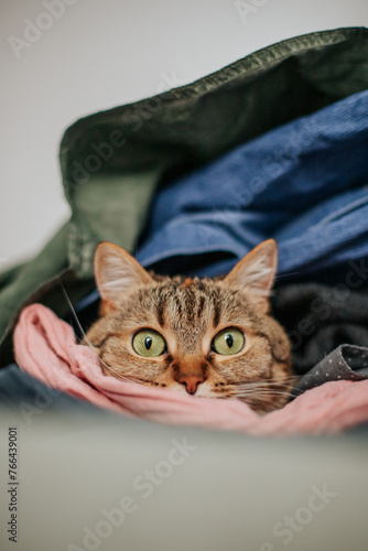 a brown cat with green eyes lies in a pile of clean colorful laundry