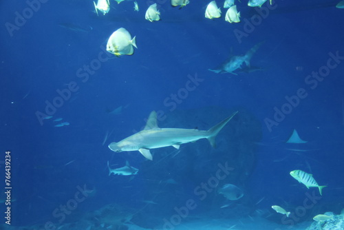 Wallpaper Mural The smooth hammerhead (Sphyrna zygaena) Torontodigital.ca