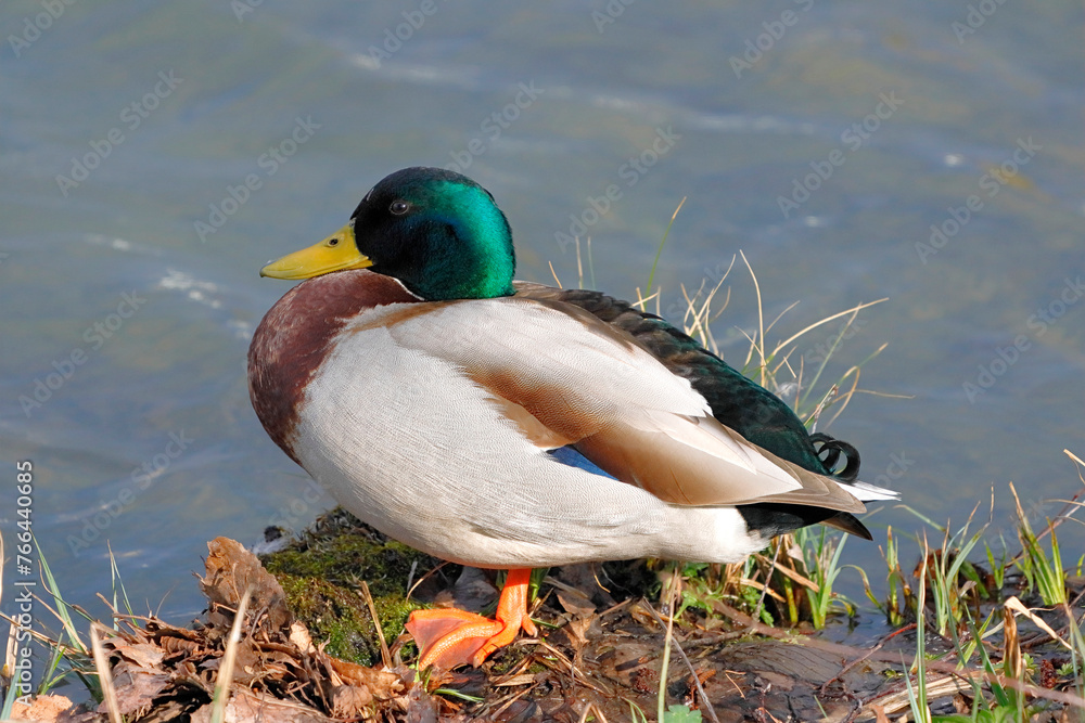 Fototapeta premium Eine Stockente ruht am Ufer eines Teiches. Ein Bein hat sie eingezogen.